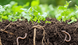 Sustainable & Regenerative Agriculture