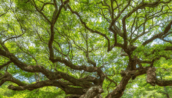 nature-sml