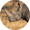 Wildlife Conservation Bond (Rhino Bond)<span style="font-size:.6em">[1]</span>