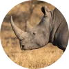 Wildlife Conservation Bond (Rhino Bond)<span style="font-size:.6em">[1]</span>