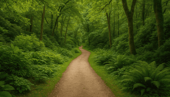 Forest Path