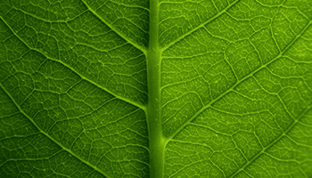 leaf-thumb
